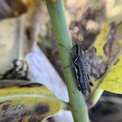 Melanoplus sanguinipes