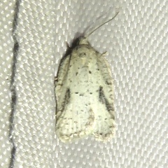 Acleris placidana