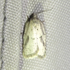 Acleris placidana