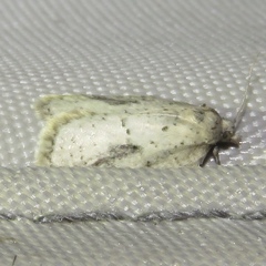 Acleris placidana