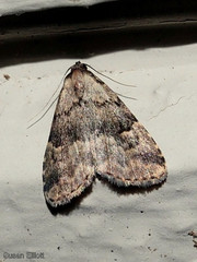 Dyspyralis illocata