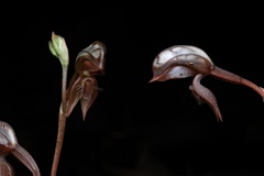 Pterostylis rufa