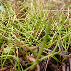 Pilularia globulifera