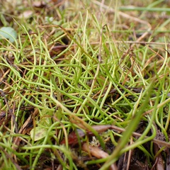 Pilularia globulifera