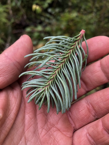 noble fir
