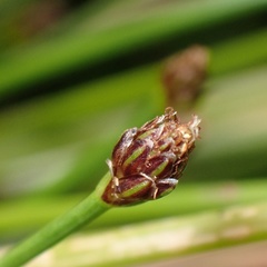 Eleocharis ovata