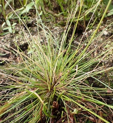 Eleocharis ovata