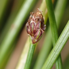 Eleocharis ovata