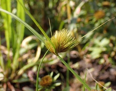 Carex bohemica