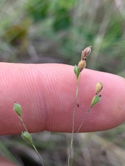 Kellochloa brachyantha