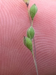 Kellochloa brachyantha