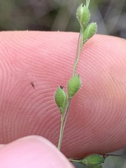 Kellochloa brachyantha