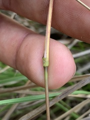 Kellochloa brachyantha