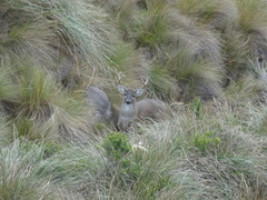 Odocoileus virginianus ustus