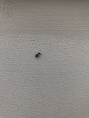 Formicidae
