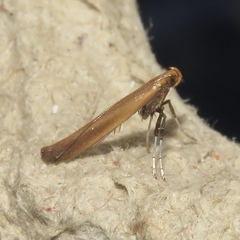 Caloptilia invariabilis