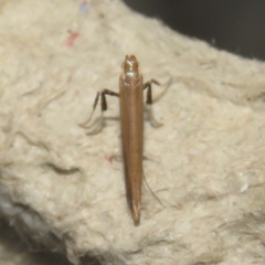 Caloptilia invariabilis
