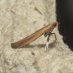 Caloptilia invariabilis