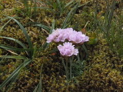 Armeria maritima maritima