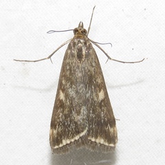 Loxostege munroealis