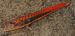 Tropidacris