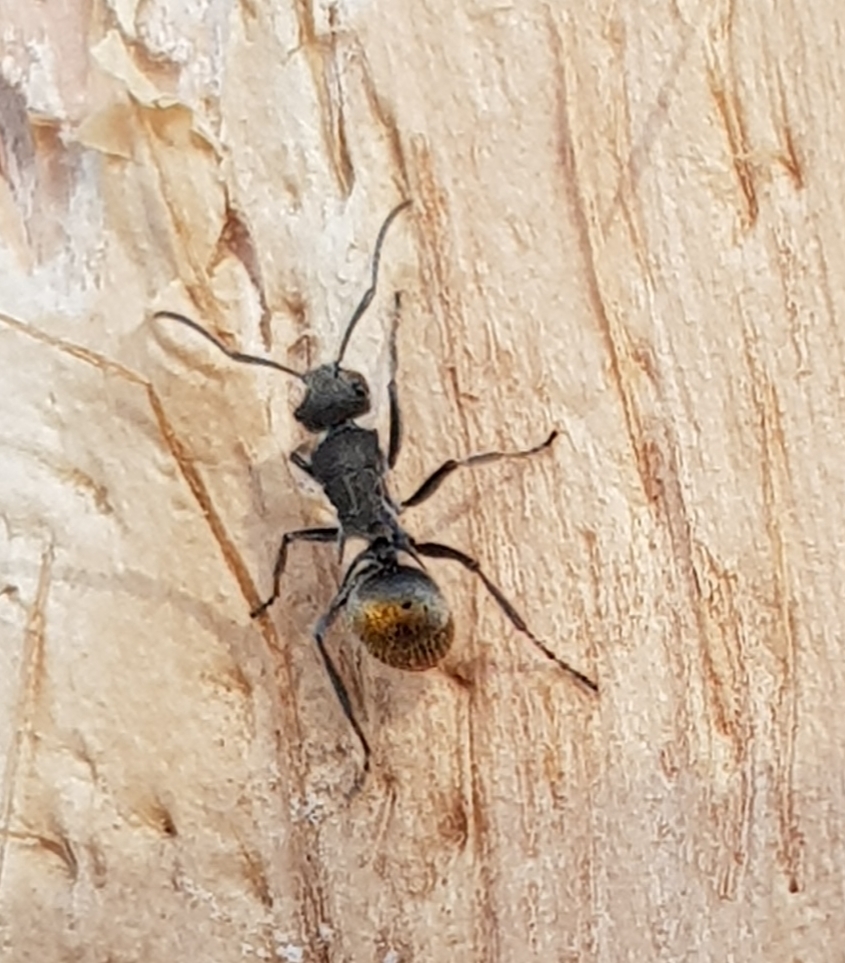 Chariomyrma