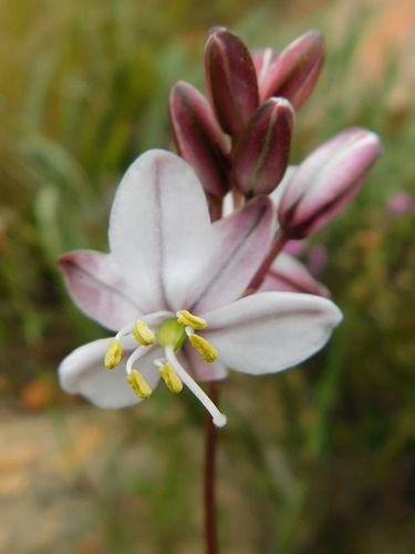 Drimia exuviata