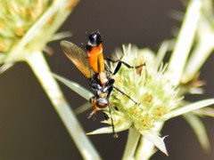 Cylindromyia rufifrons