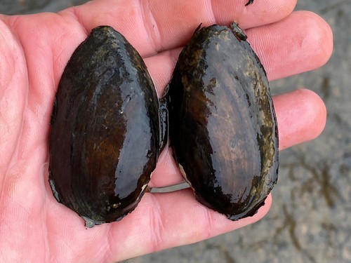Alabama Spike