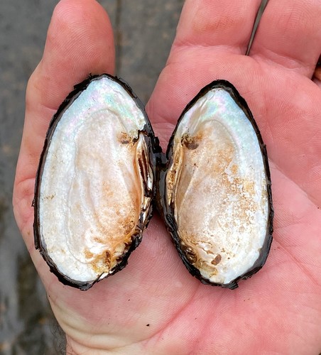 Alabama Spike