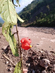 Drymonia coccinea