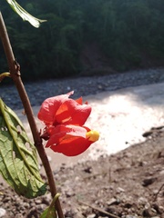 Drymonia coccinea
