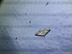 Macaria pinistrobata