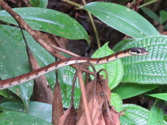 Dendrelaphis caudolineolatus