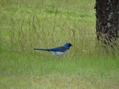 Aphelocoma woodhouseii