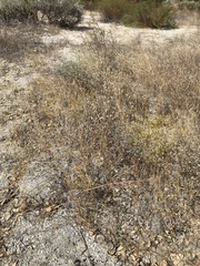 Eriastrum sapphirinum