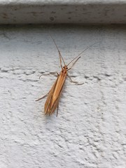 Psychoglypha