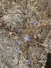 Eriastrum sapphirinum