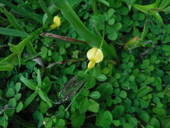 Crotalaria rotundifolia