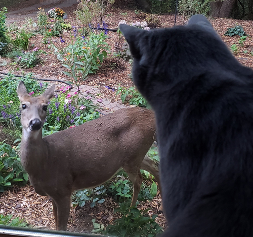 White-tailed Deer photographed in Wisconsin