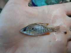 Lepomis humilis
