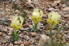 Iris lutescens