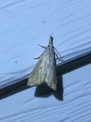 Haimbachia placidellus