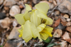 Iris lutescens