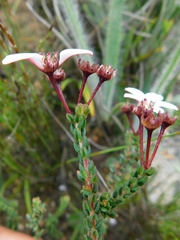 Adenandra marginata