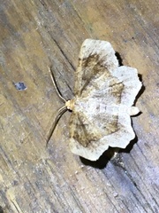 Metarranthis hypochraria