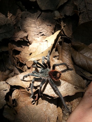 Dugesiella anitahoffmannae