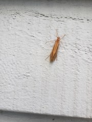 Psychoglypha