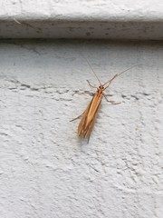 Psychoglypha