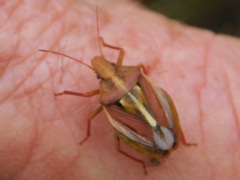 Tropicorypha bifida